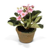 African Violet - Pink