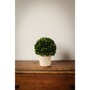 Boxwood 8" Ball in Pot