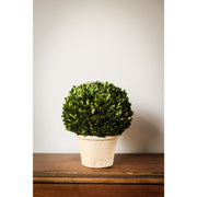 Boxwood Ball in Pot - Medium