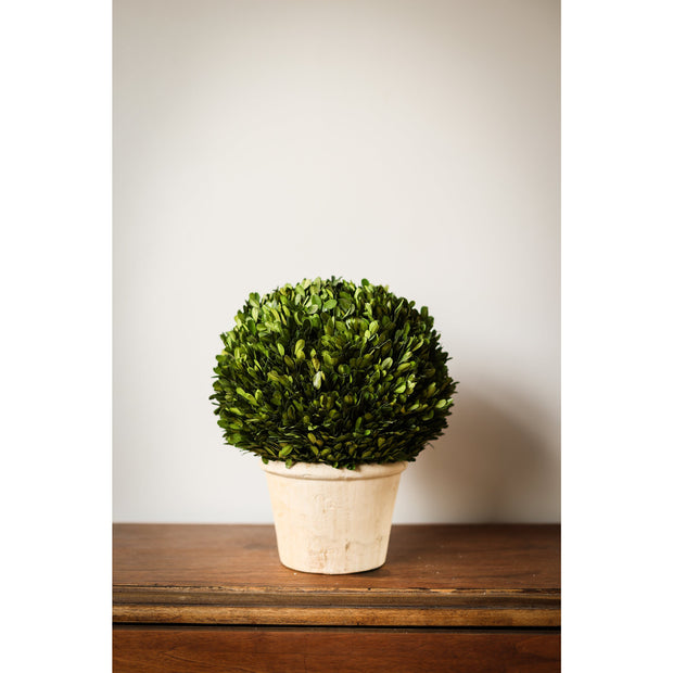 Boxwood Ball in Pot - Medium