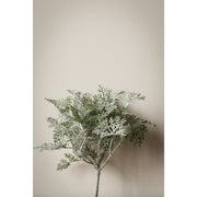 Dusty Miller