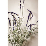 French Lavender Bush - 34"