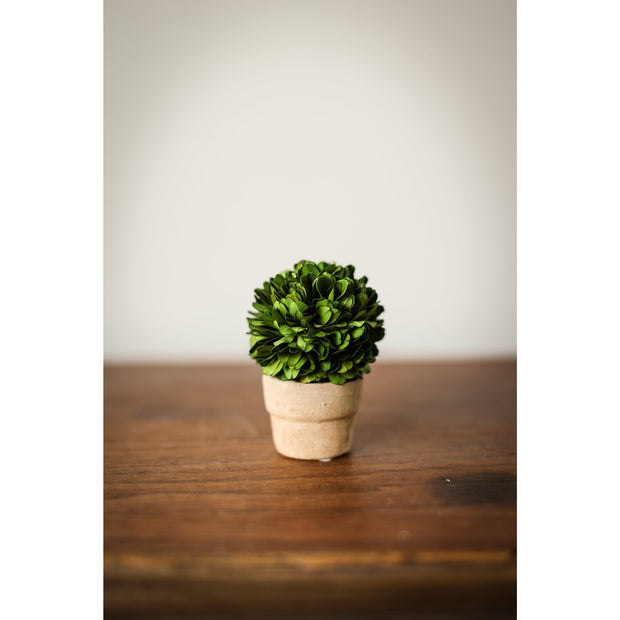 Boxwood Mini Ball Pot