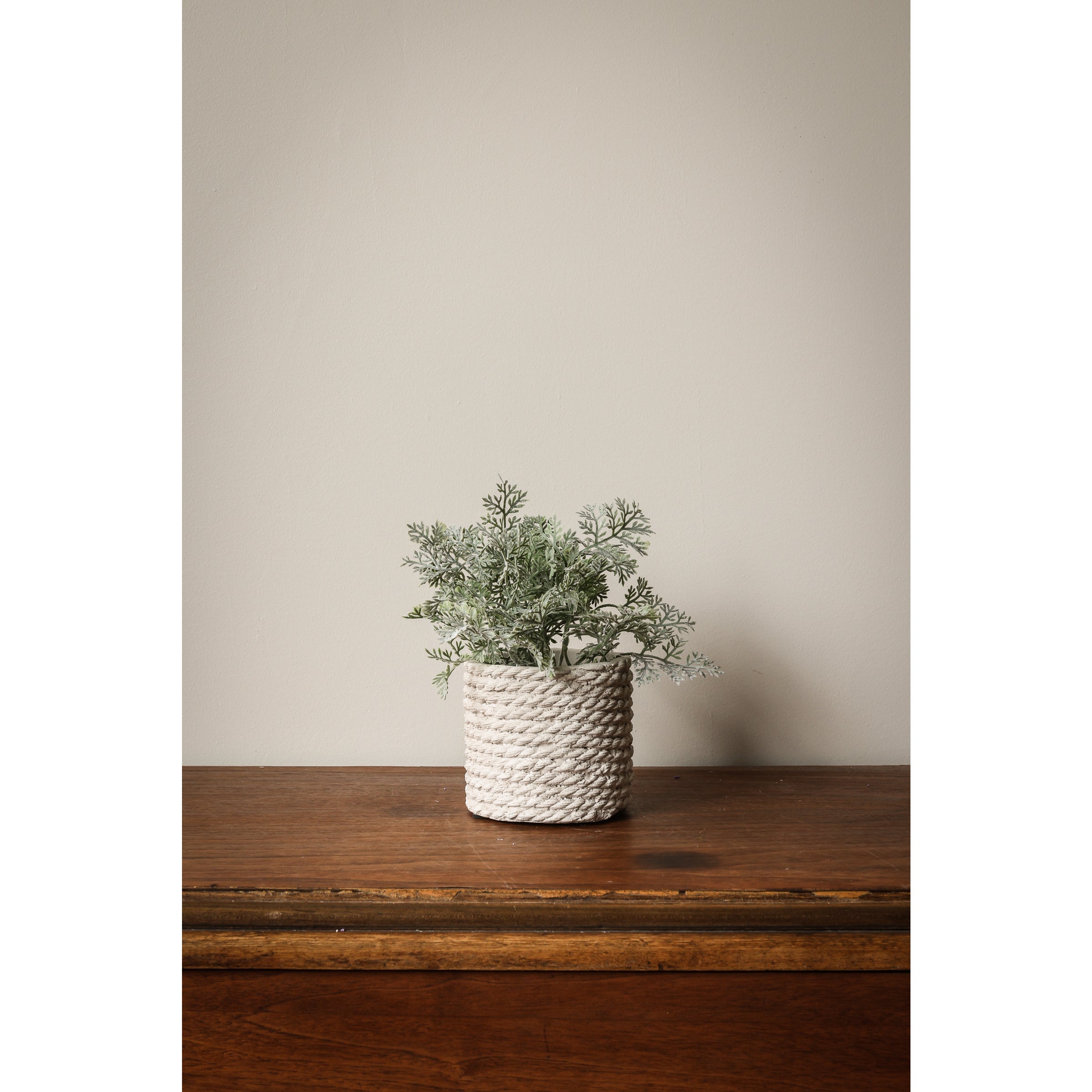 Dusty Miller