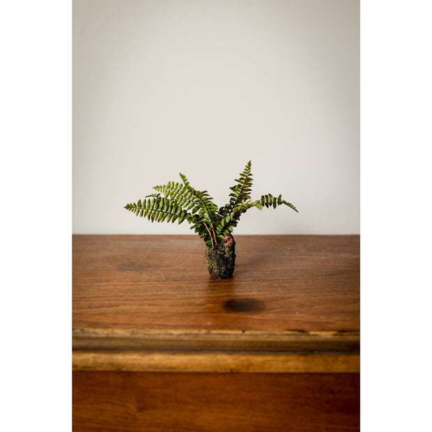 Boston Fern Drop-In 7.5"