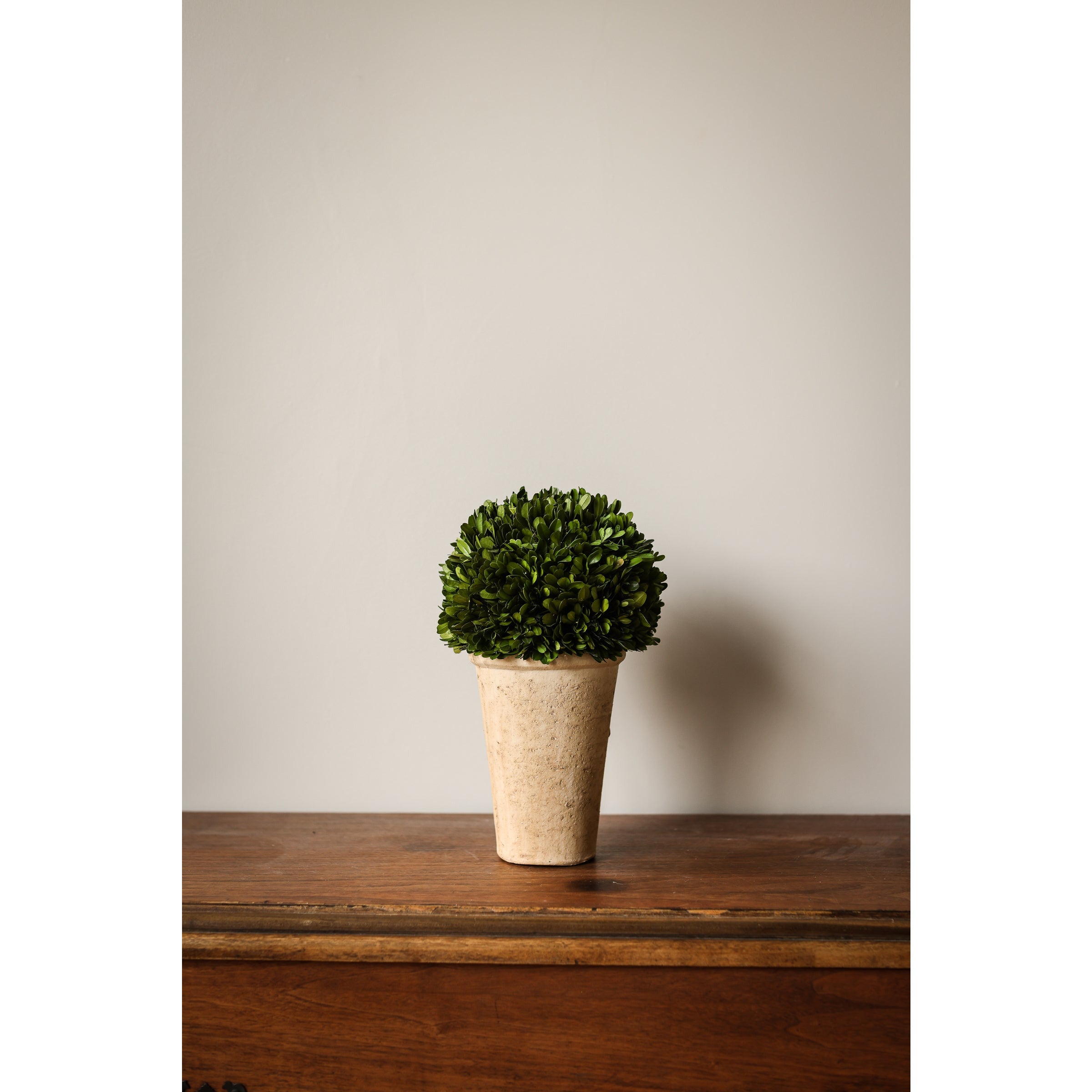 Boxwood Three Quarter Ball in Pot