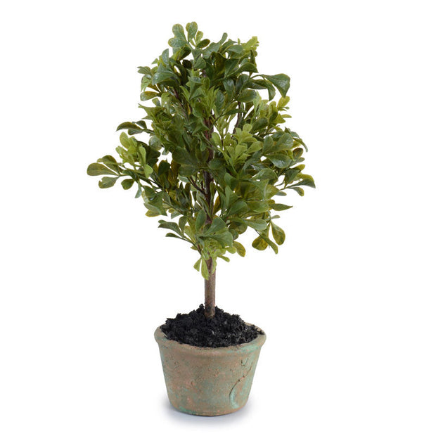Mini-Boxwood Bush
