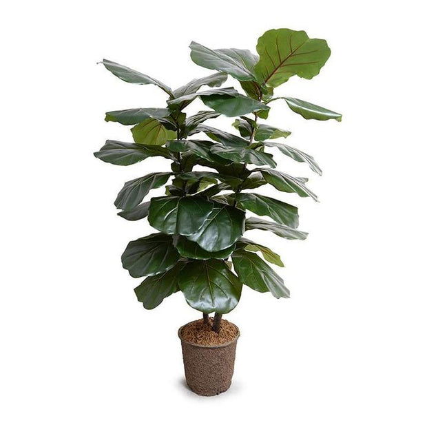 Fiddle Leaf Fig Large-leaf Tree, 64"
