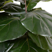 Fiddle Leaf Fig Large-leaf Tree, 64"