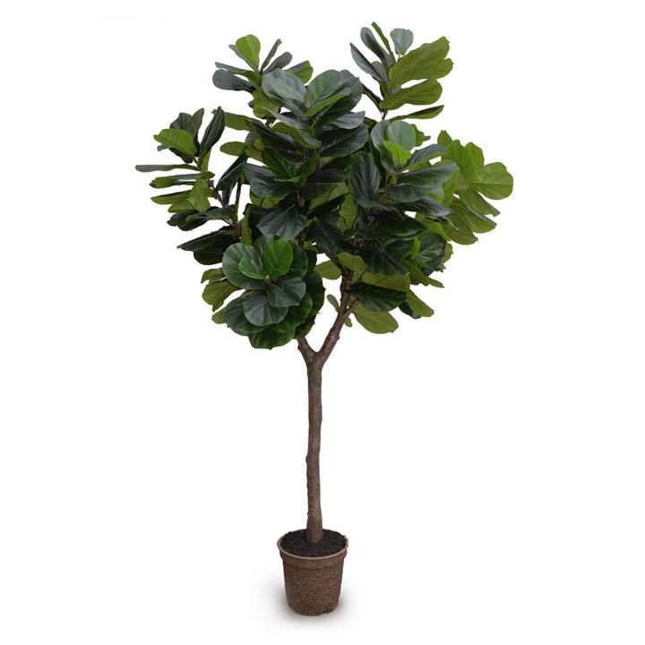 10' Fiddle Leaf Fig Tree