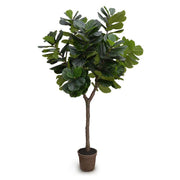 10' Fiddle Leaf Fig Tree