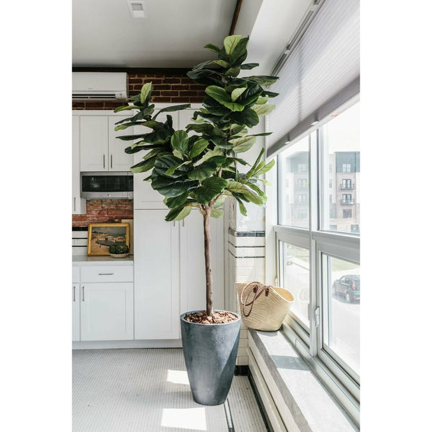 Fiddle Leaf Fig Tree, 7.5'