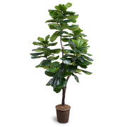 Fiddle Leaf Fig Tree, 7.5' Standard