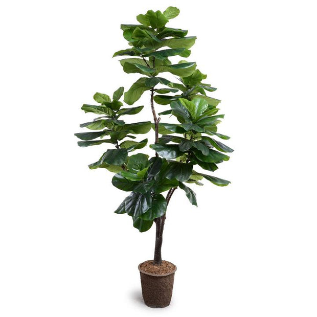Fiddle Leaf Fig Tree, 7.5' Standard