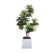 Fiddle Leaf Fig Tree, 7.5' Standard