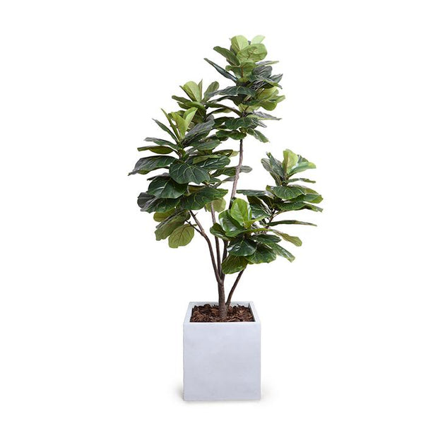 Fiddle Leaf Fig Tree, 7.5' Standard