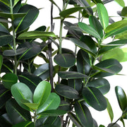 6.5' Japanese Fukuji Rubber Tree