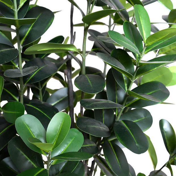 6.5' Japanese Fukuji Rubber Tree