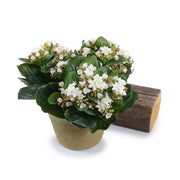 Kalanchoe White - Large