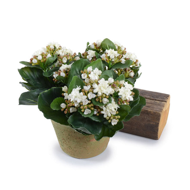 Kalanchoe White - Large