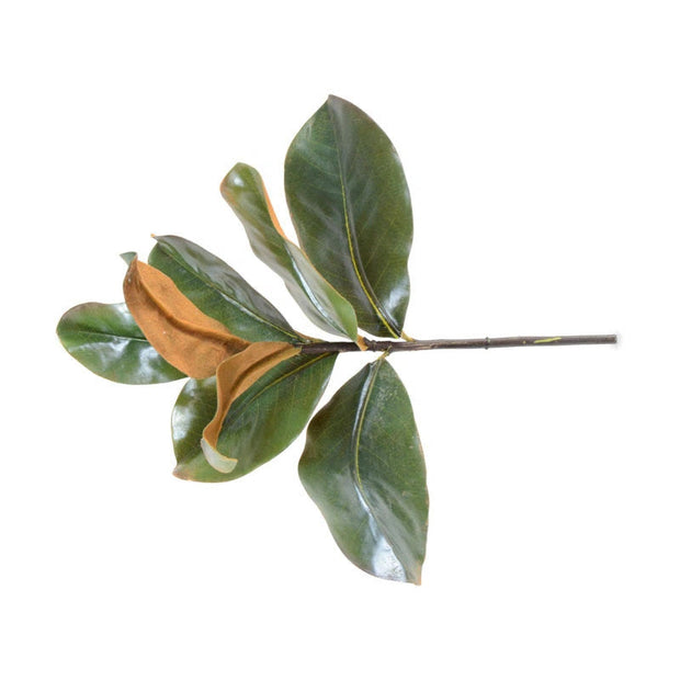 Magnolia Leaf Pick - 14" L