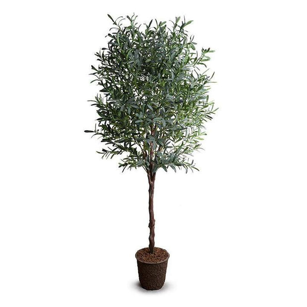 Olive tree, 8'