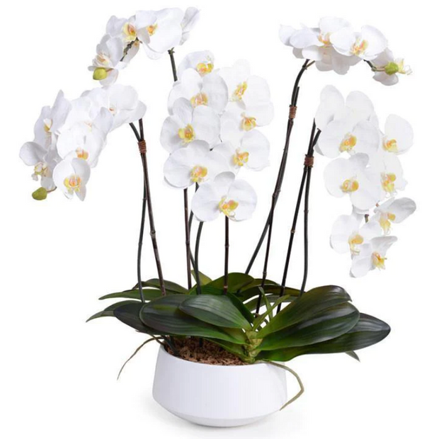 Phalaenopsis Orchid