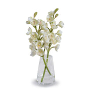 Cymbidium Orchid- White