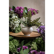 Boston Fern Drop-In 7.5"