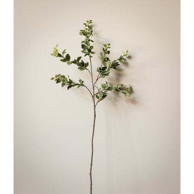 Privet Foliage Spray, 36"L - Variegated