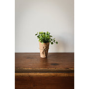 Wrapped Potted Plant Centerpieces